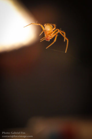 Spider by Gabriel Fox