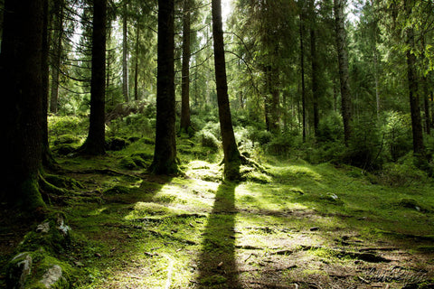 Cansiglio-Bl (Italy)