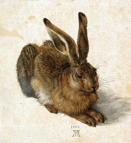 Hare by Albrecht Dürer