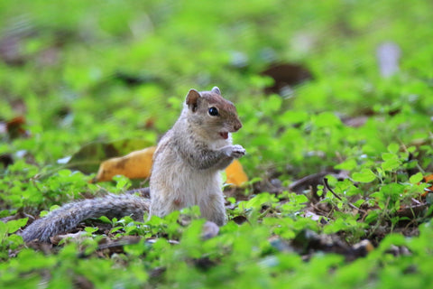 Parrot Thinking Love Proposed To Squirrel - Large Art Prints