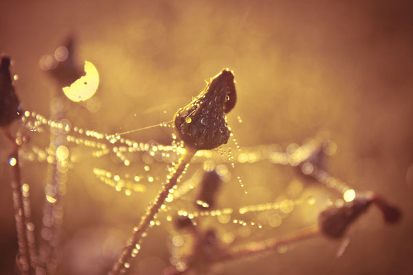 Shiny Thistle - Life Size Posters