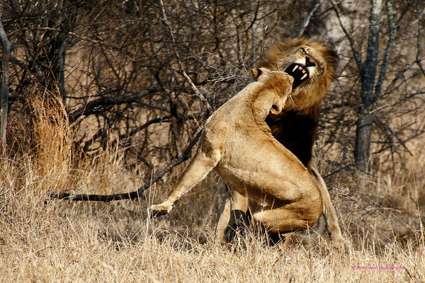 Aggression - Large Art Prints