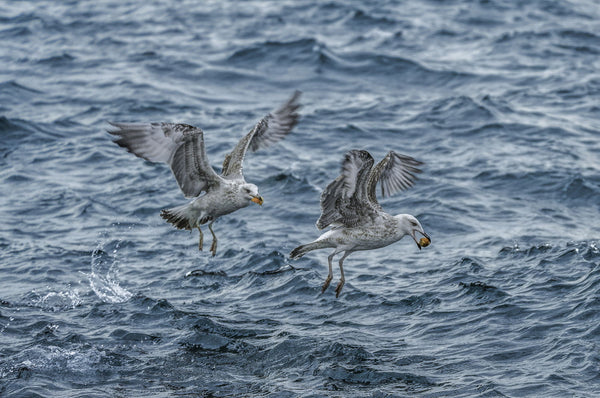 Marmara Seagulls - Framed Prints