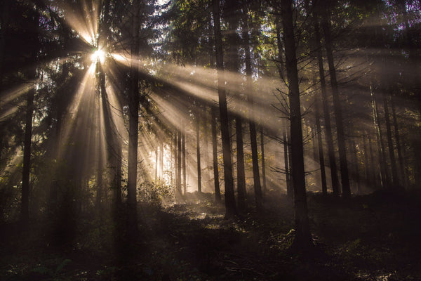 Magical View - Canvas Prints