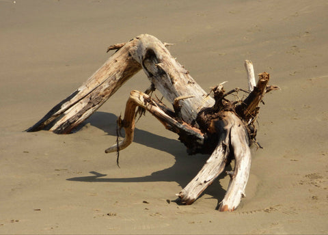 Driftwood - Canvas Prints by Nick Tucker