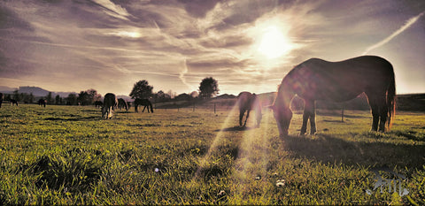 Horses in the meadow by Miriam Paulov?akova