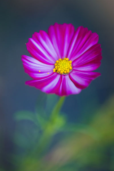 Star In Autumn - Large Art Prints