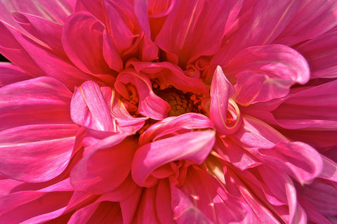 Pink Dahlia - Life Size Posters by Floriske Gerritsma