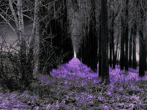 Country - Canvas Prints