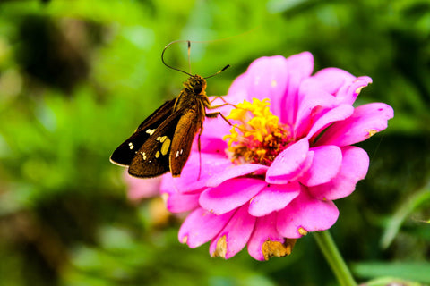 Butterfly by Ananthatejas Raghavan