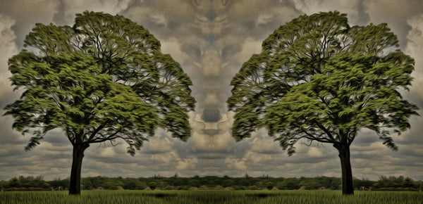 Twin Tree - Canvas Prints