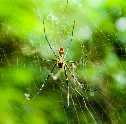 Giant Wood Spider by Ananthatejas Raghavan