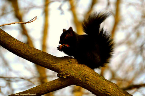 Cute Little Squirrel by Katya Georgieva Photography