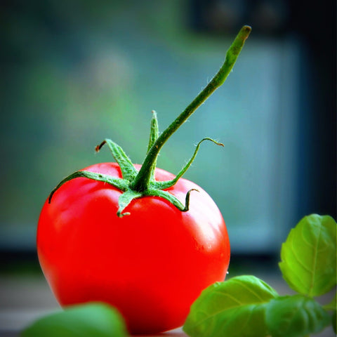 Tomato by Sina Irani