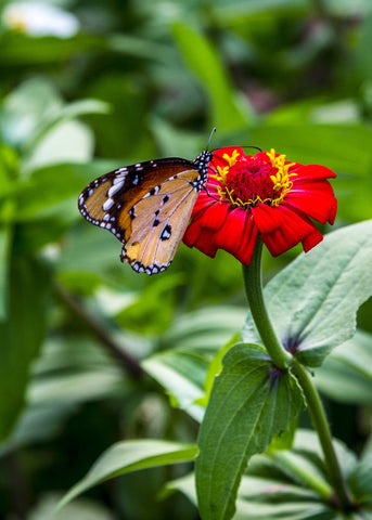 Butterfly on the Flower by Hassan Najmy