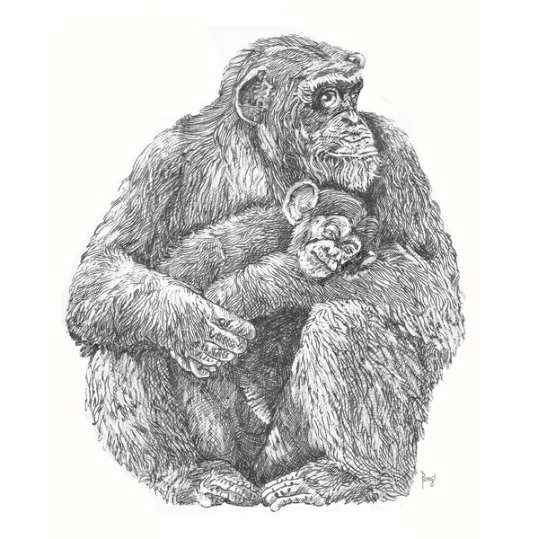 Chimpanzee Mother And Child - Art Prints