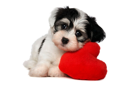 Valentines Day Gift - Cute Puppy with its Love by Sina Irani