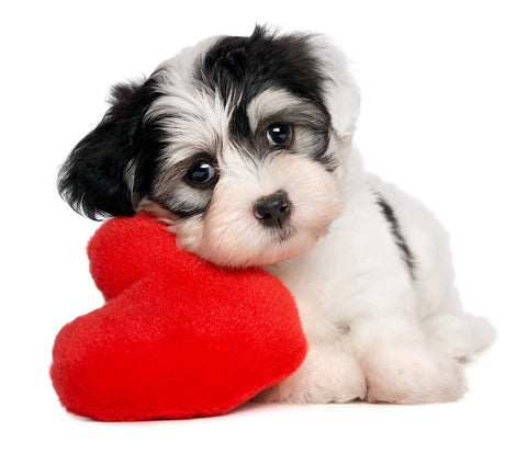 Valentines Day Gift - Dog Love by Sina Irani