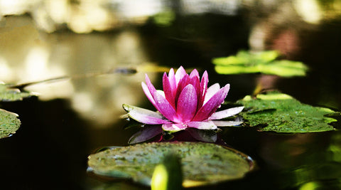 Water Lily by Christopher Noel