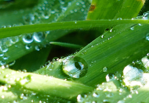 Dew Drop by ISourceArts