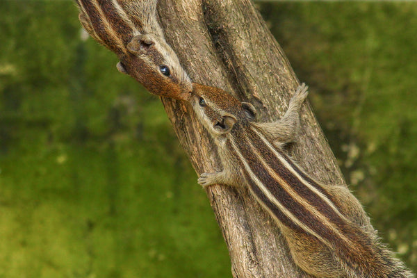 Kiss Of Life - Life Size Posters