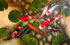 Koi Fish - Prosperity And Unity - Feng Shui Painting - Posters