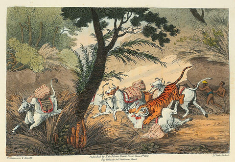 A Tiger Seizing a Bullcock in a Pass - Thomas Williamson And Samuel Howitt -  Indian Vintage Orientalist Painting by Thomas Williamson And Samuel Howitt