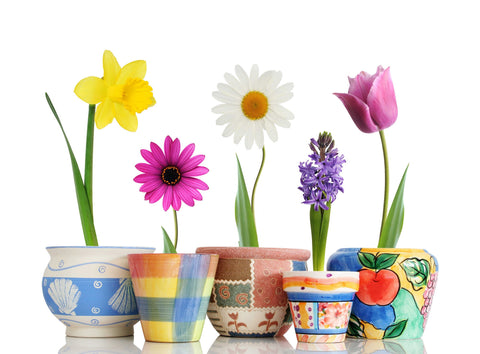 Beautiful Spring Flowers Pots - Framed Prints by Sherly David