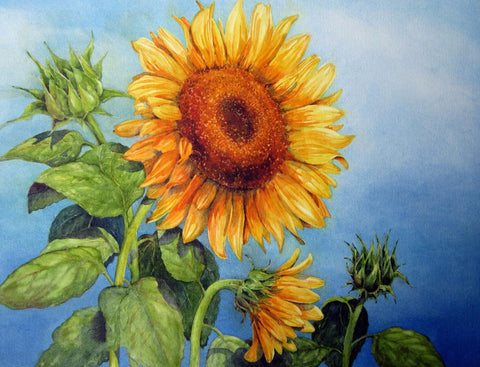 Blooming Sunflowers - Framed Prints by Michael Pierre