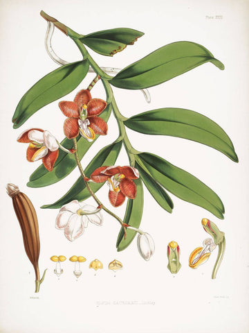 Botanical Illustration - Himalayan Plant - Framed Prints by Stella