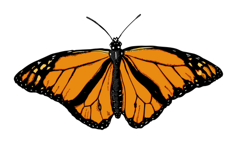 Butterfly Garden - Canvas Prints