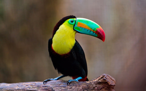 Colorful Toucan by Sherly David