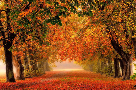 Colours Of Autumn