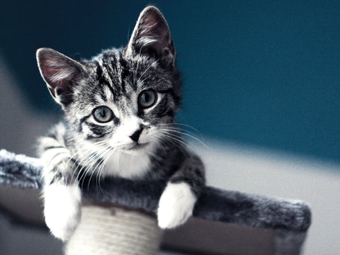 Cuteness of a Kitten by Sherly David