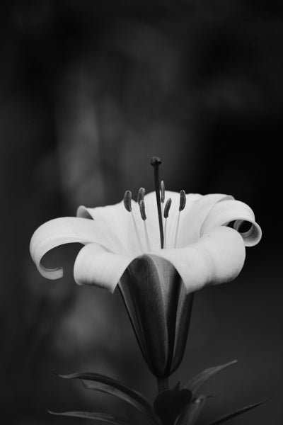 Once Upon a Time in the Garden - Framed Prints