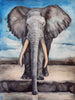 Elephant Sanctuary - Framed Prints