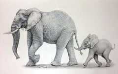 Elephant and Calf