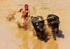 Kambala - Annual Buffalo Race In Karnataka - India - Framed Prints