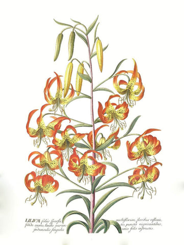 Lily - Canvas Prints by Georg Dionysius Ehret