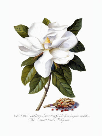 Magnolia - Canvas Prints by Georg Dionysius Ehret