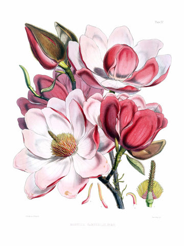 Magnolia campbellii flowers - Canvas Prints by Michael Pierre