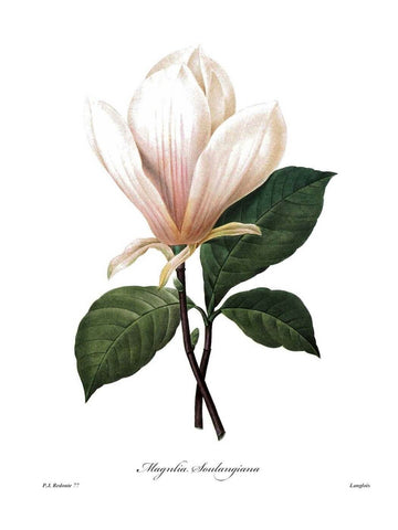 Magnolia Soulangiana by Pierre-Joseph Redoute