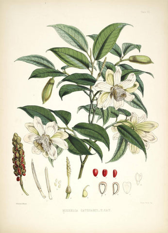 Michelia Cathcarti - Vintage Himalayan Botanical Illustration Art Print - 1855 - Canvas Prints by Stella