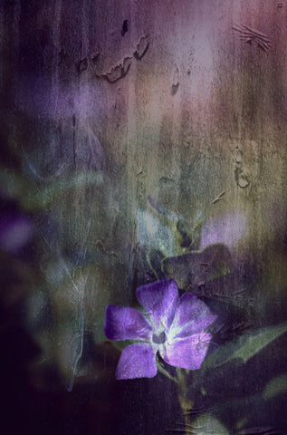 Purple - Framed Prints