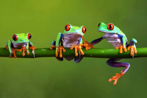 Red Eyed Tree Frogs Council - Art Prints
