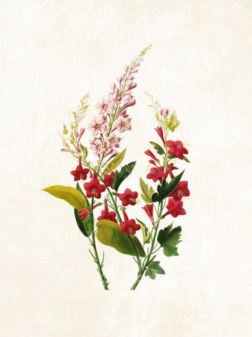Botanical Illustration - Canvas Prints by Georg Dionysius Ehret