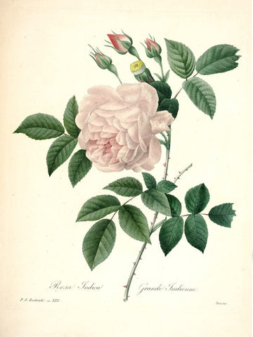 Rose (Rosa Indica) by Pierre-Joseph Redoute