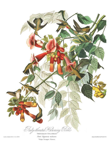 Ruby-throated Humming Bird by John James Audubon