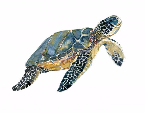 Swimming Sea Turtle by Joel Jerry