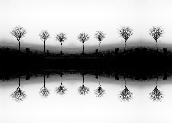 Leafless Tree In Fog Stock - Art Prints
